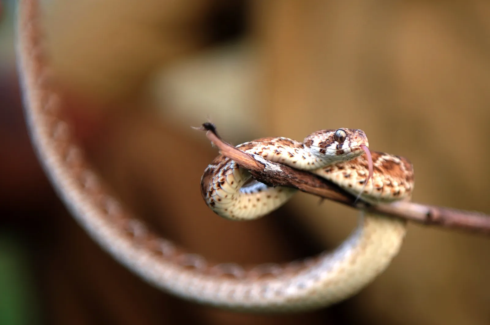 The Most Dangerous Animals In The World and Where They Like To Lurk