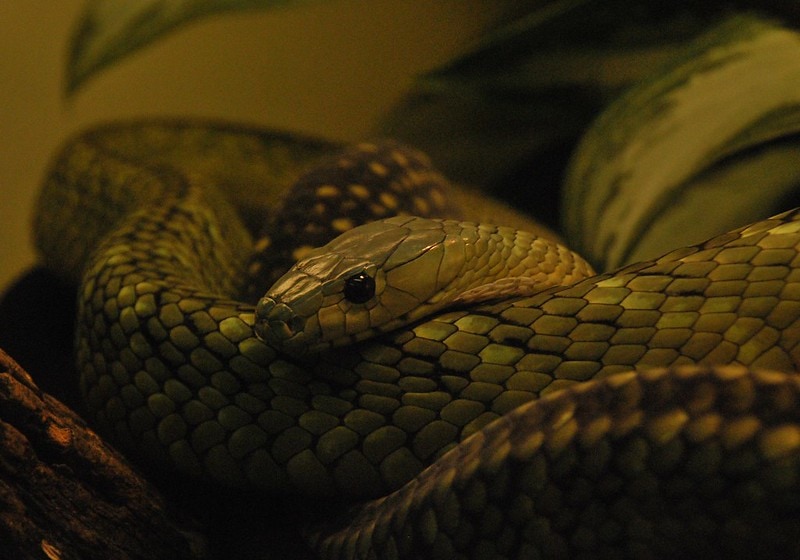 The Most Venomous Snakes On Planet Earth Today