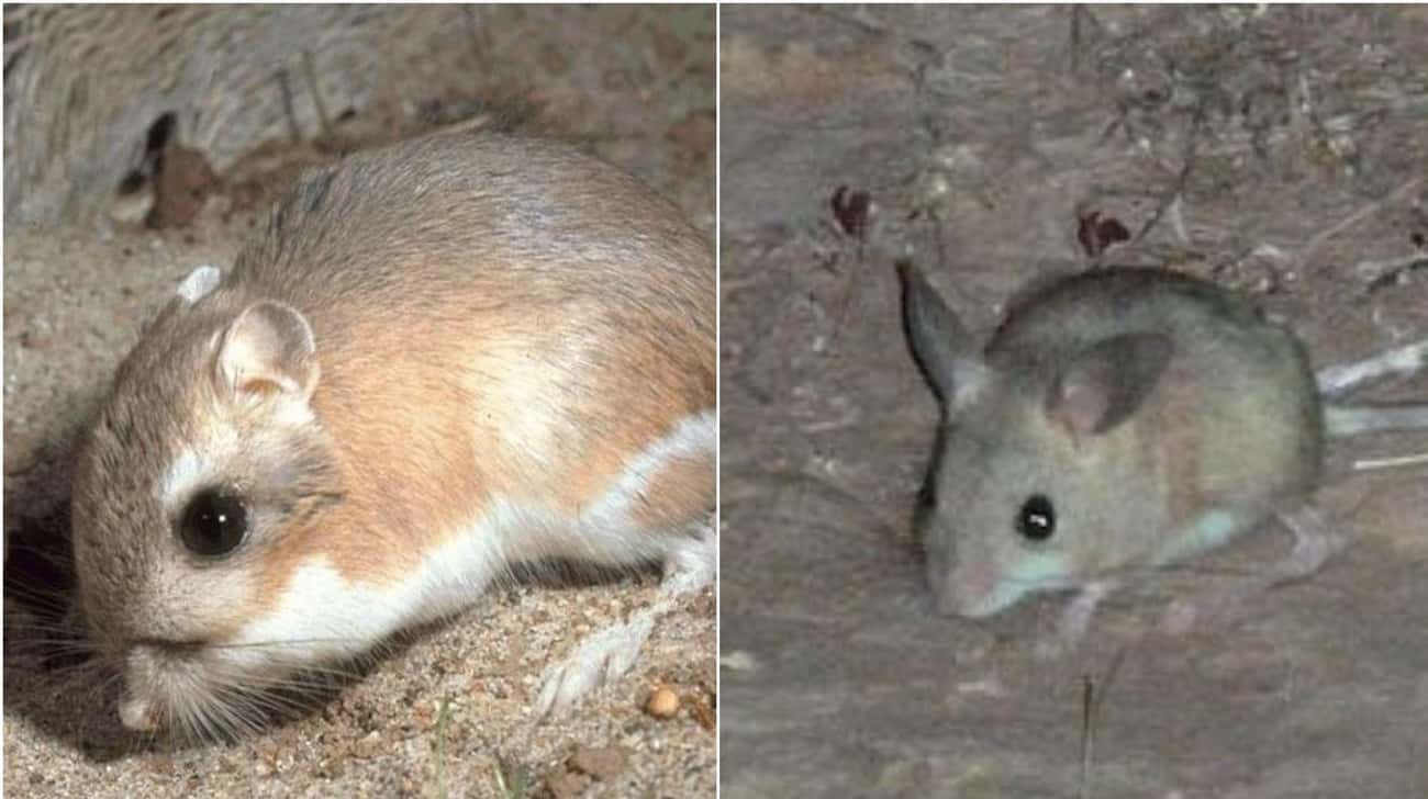 These Animal Species Don’t Live Near Each Other But Are Eerily Similar