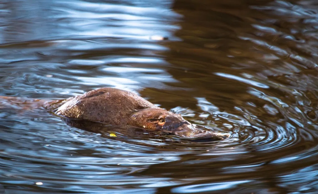 These Animals Are Much More Dangerous Than You Thought