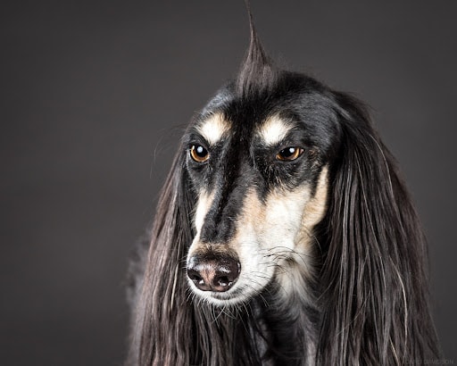 Heartwarming Photographs Show Man’s Best Friend Up Close and Personal