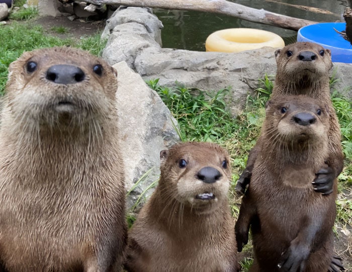 Heartwarming Otter Facts That Will Make Your Day A Little Brighter