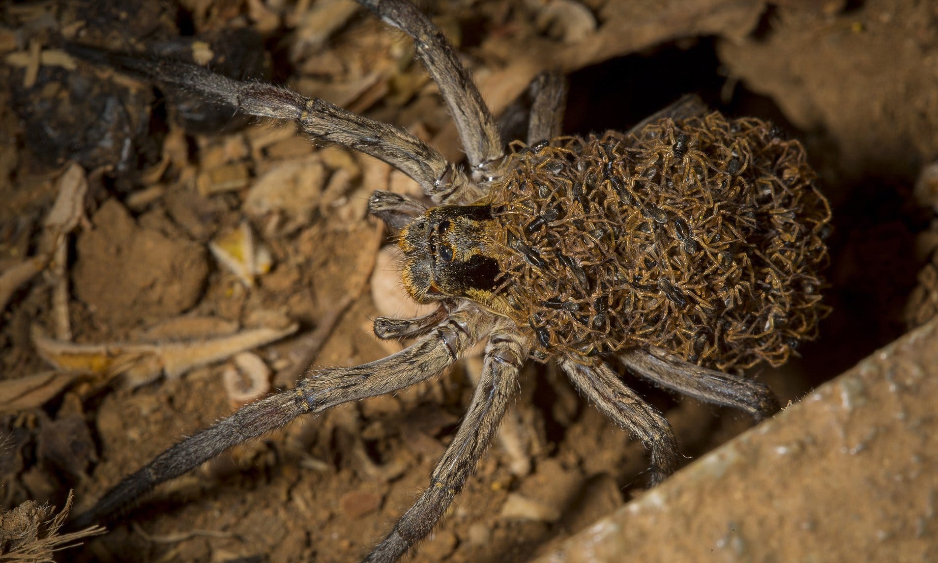 Scariest Spider Encounters That Will Make You Say “Burn It Down”