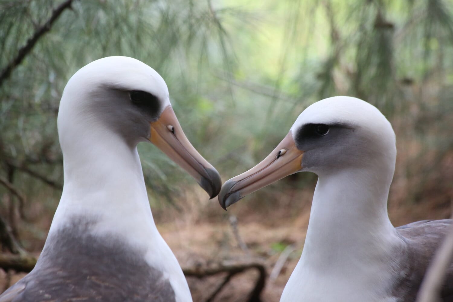 The Most Unusual Animal Courtship Rituals