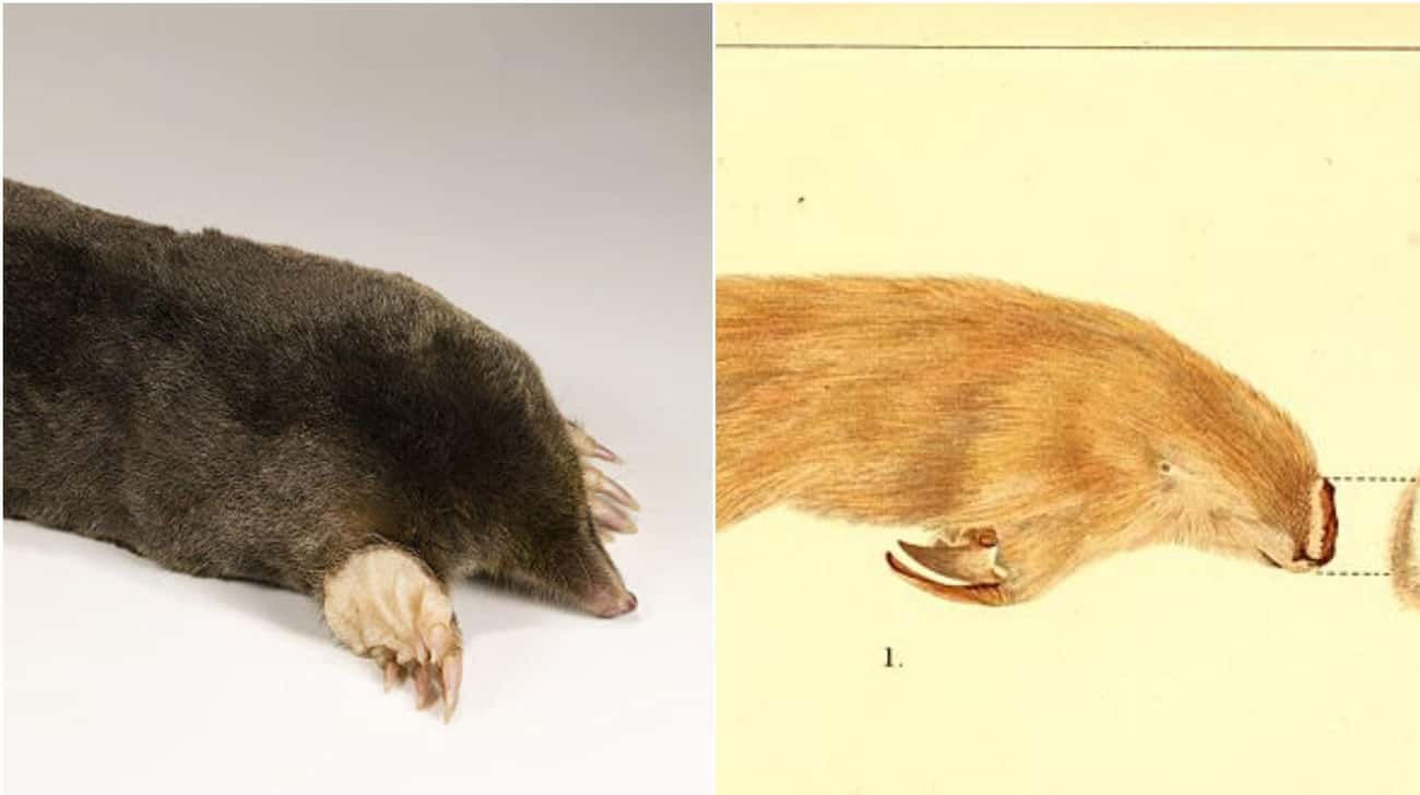 These Animal Species Don’t Live Near Each Other But Are Eerily Similar