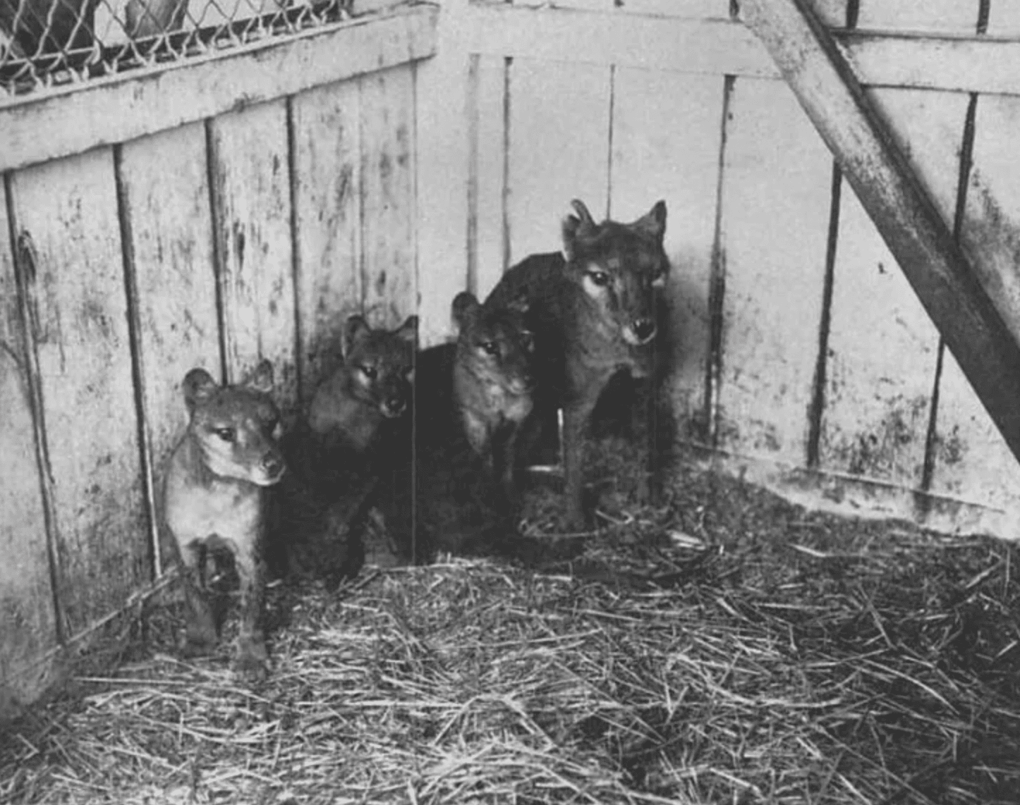 Facts About the Tasmanian Tiger & The News That’s Changing Everything