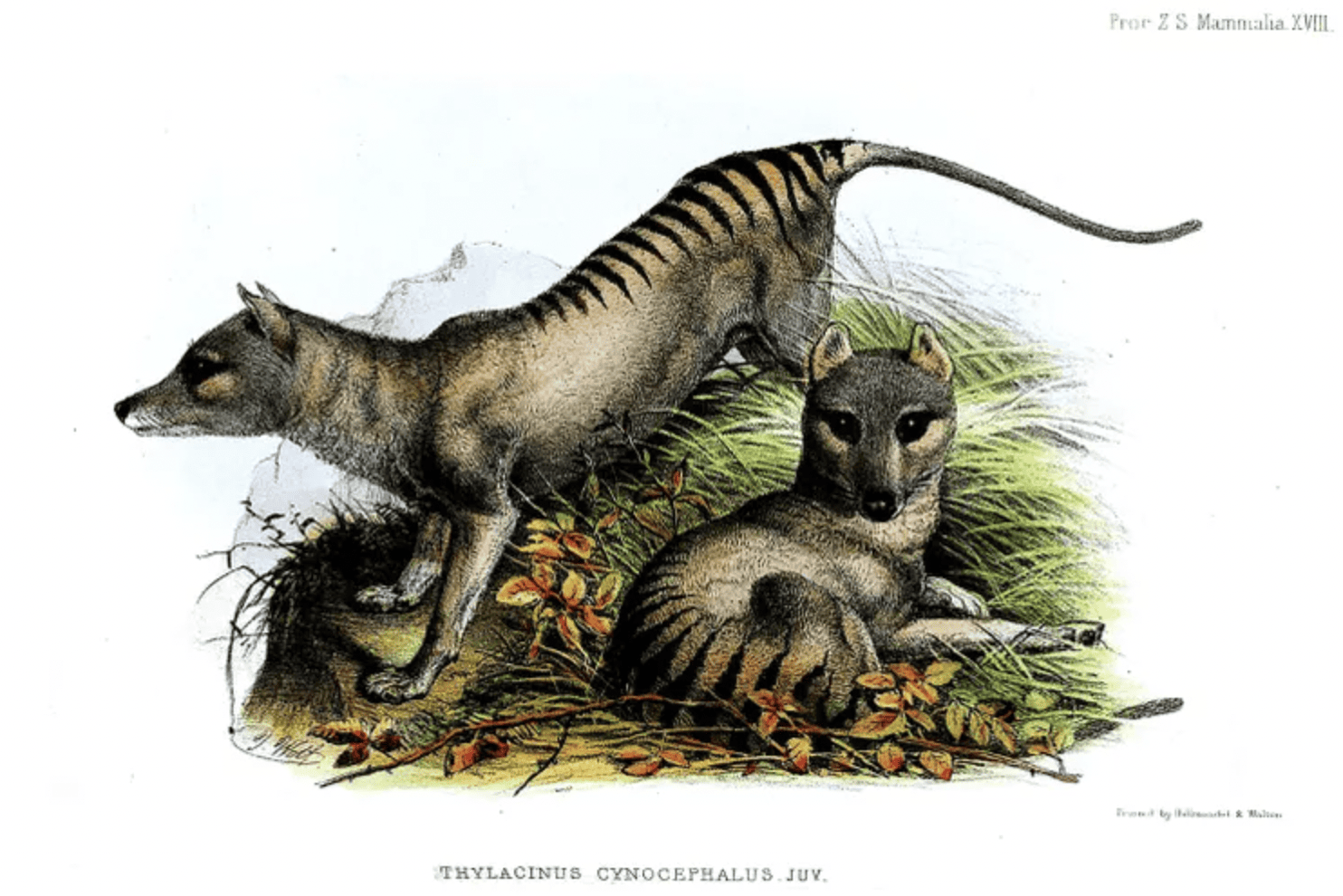 Facts About the Tasmanian Tiger & The News That’s Changing Everything