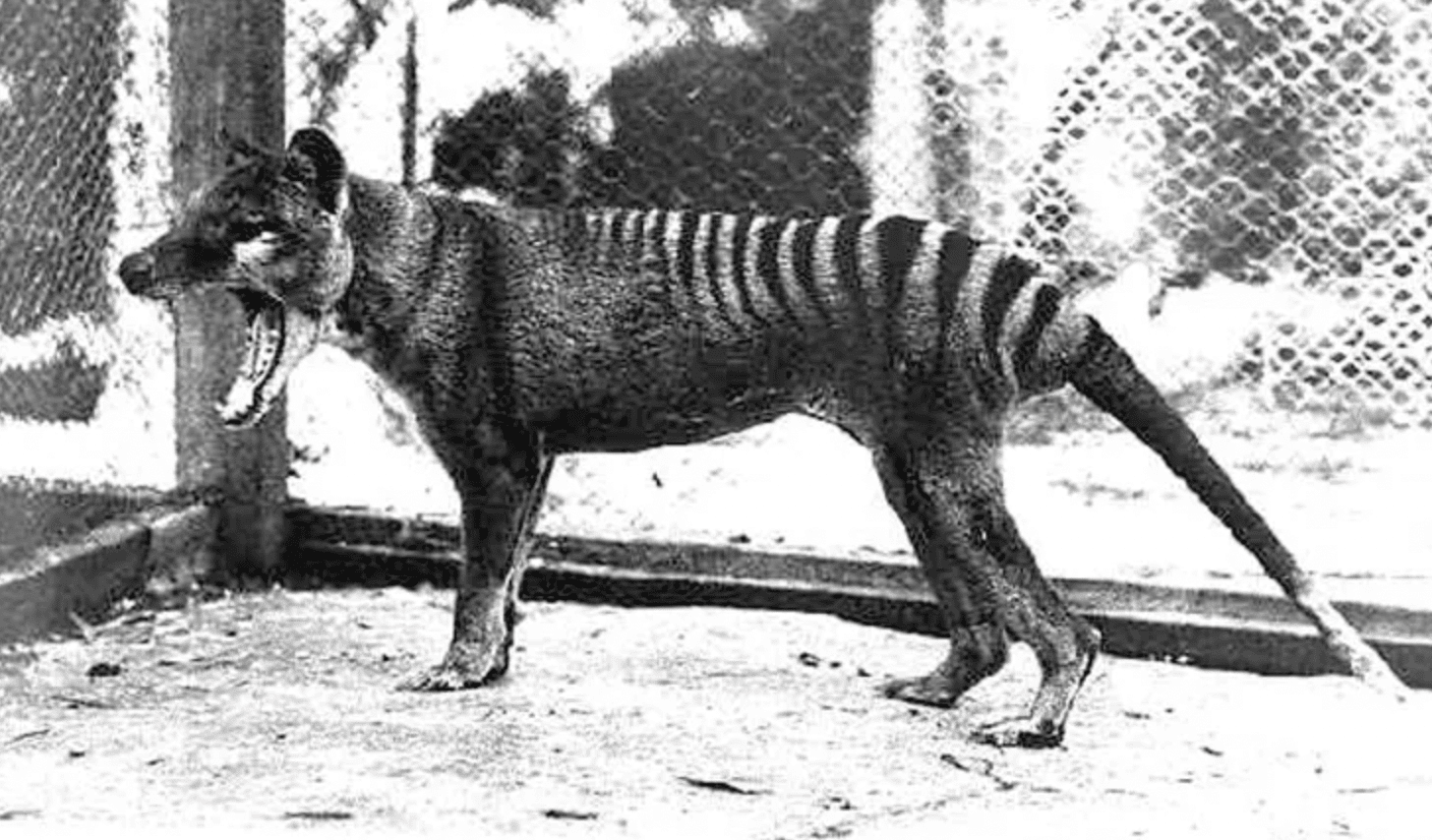 Facts About the Tasmanian Tiger & The News That’s Changing Everything