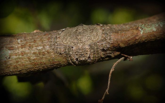 These Animals Have Mastered The Art Of Nature’s Camouflage