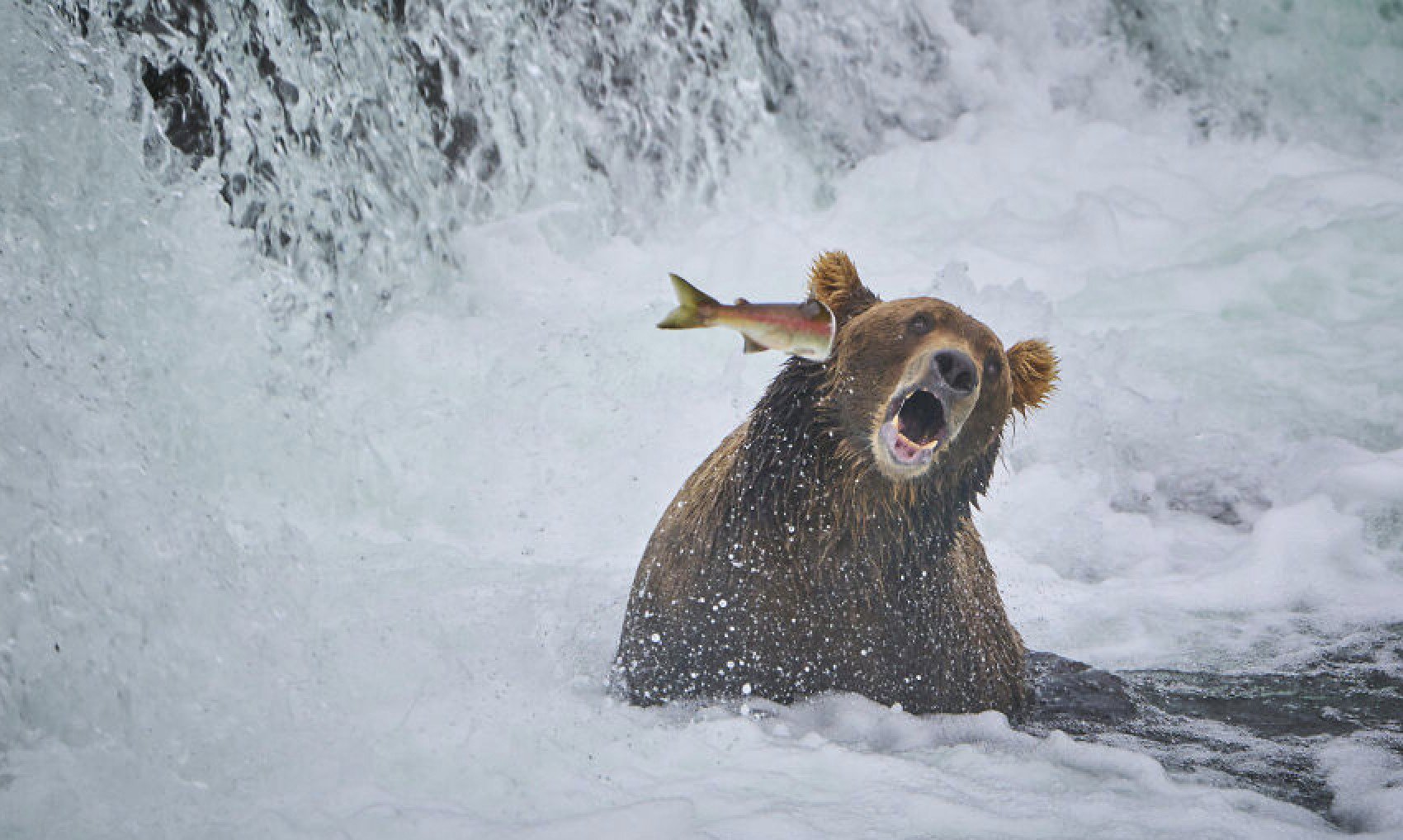 Here Are the Finalists for the Most Comedic Wildlife Photos of the Year