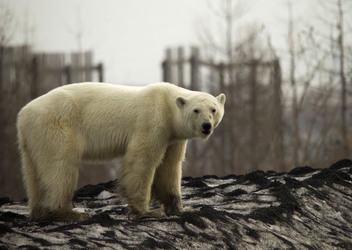 Shocking Photos that Prove Humans Destroy Everything They Touch