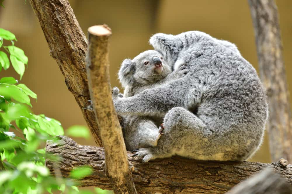 Times Koalas Were Anything But Cute