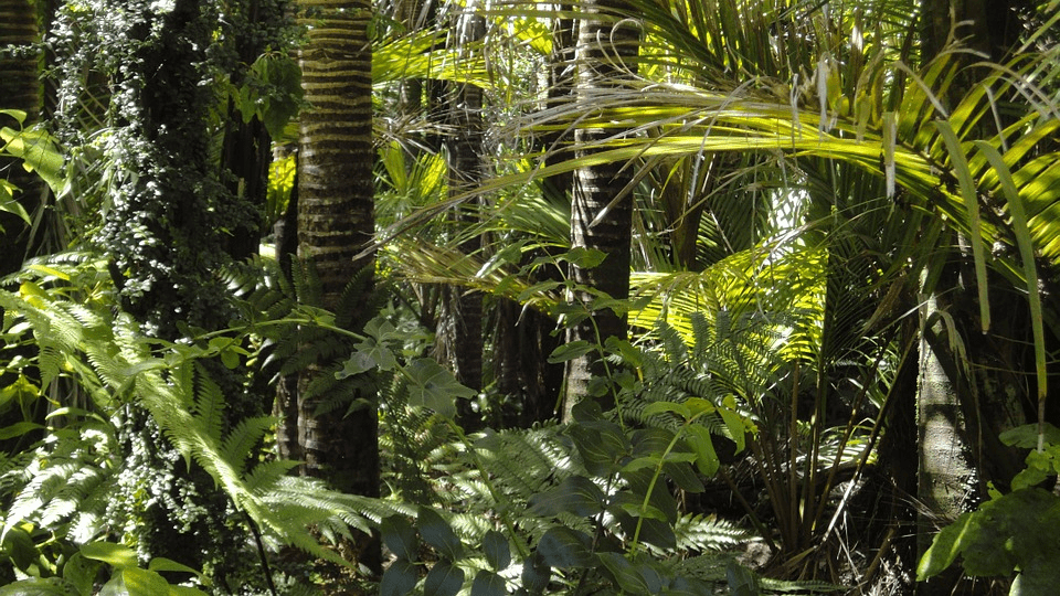 Amazing Creatures Found in the World’s Largest Rainforest