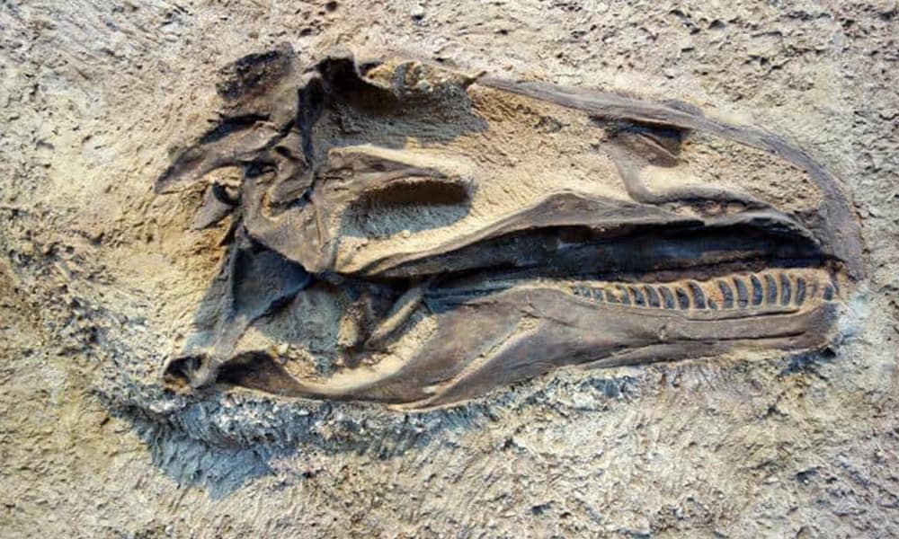 The Groundbreaking Discovery of a Tiny T-Rex in Utah