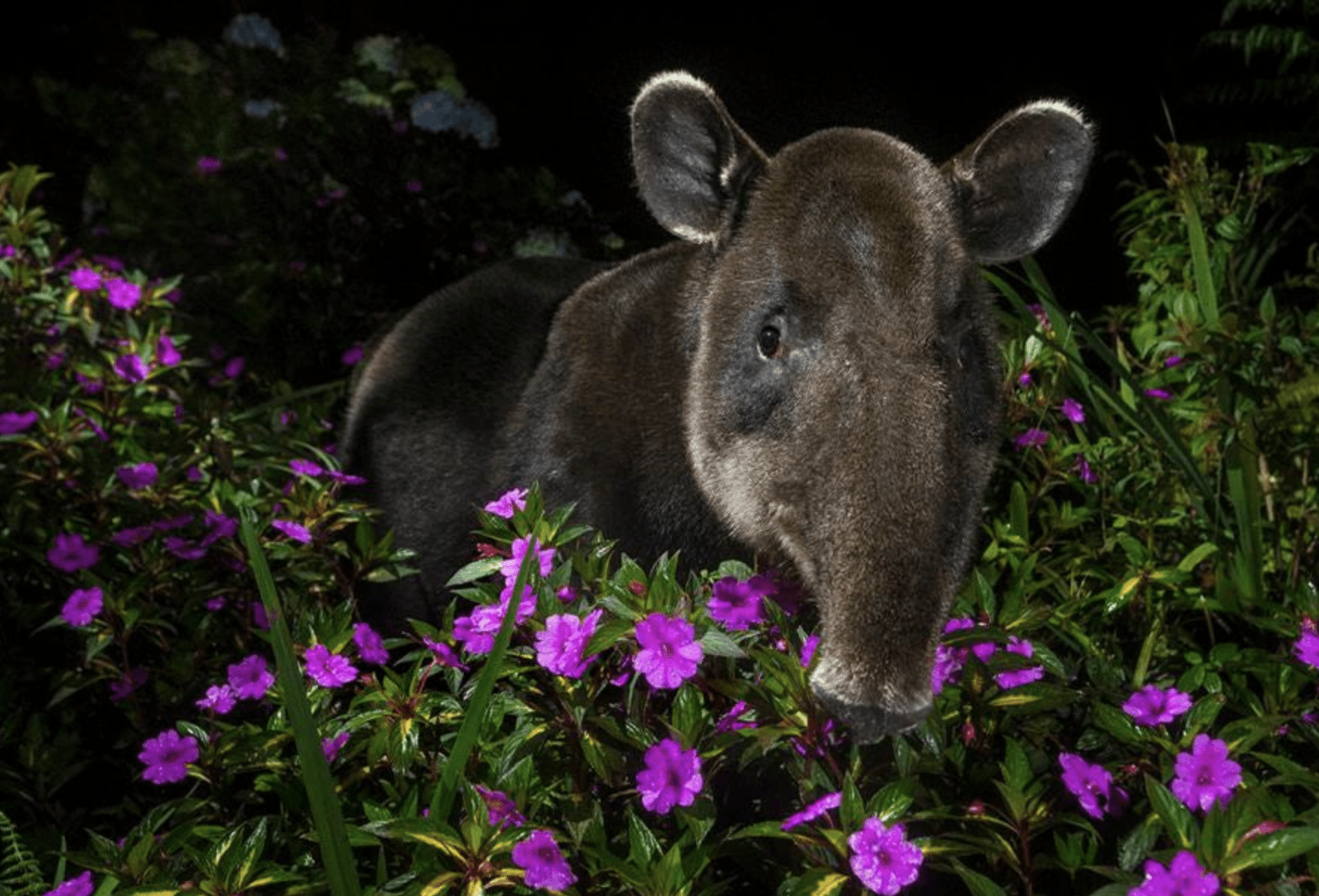 Rare Wildlife Photographs of Threatened Species