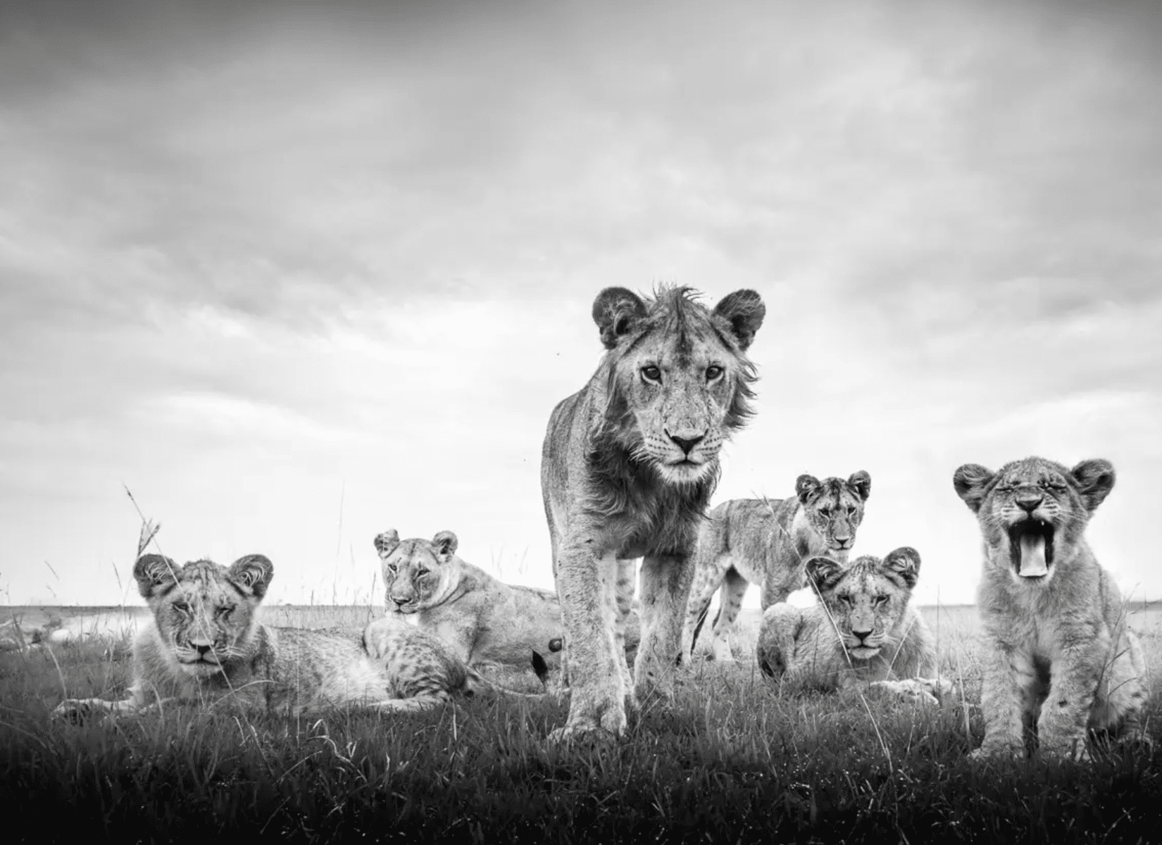 Wildlife Photographers Who Risked Their Lives For The Perfect Shot