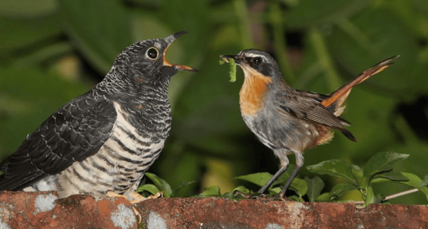 The Most Extreme Animal Babies In Nature