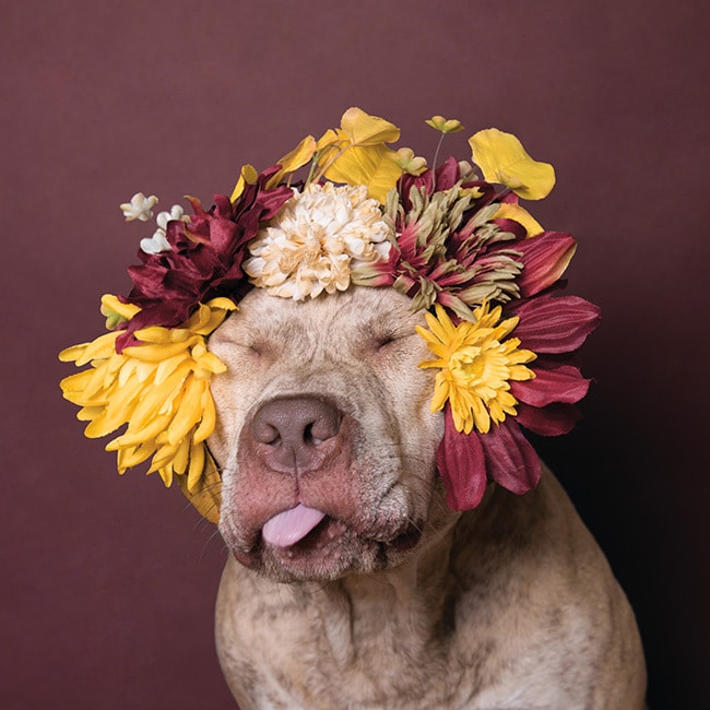 Heartwarming Photographs Show Man’s Best Friend Up Close and Personal