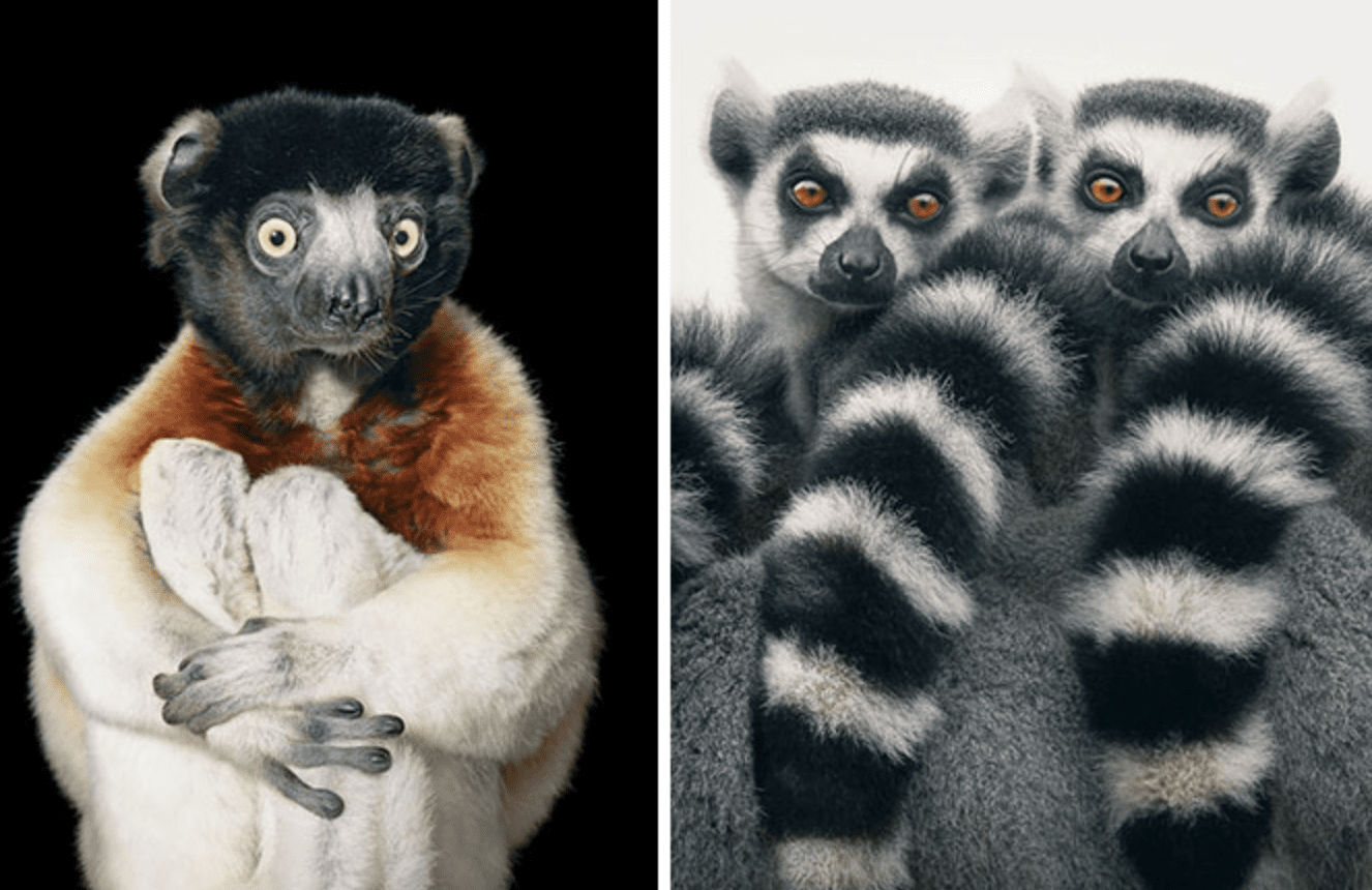 Rare Wildlife Photographs of Threatened Species