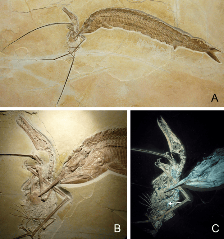 40 Fossil Finds Unearthed