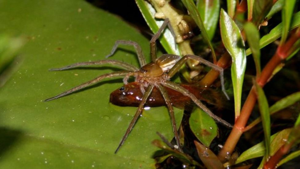 Scariest Spider Encounters That Will Make You Say “Burn It Down”