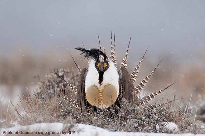 The Most Unusual Animal Courtship Rituals