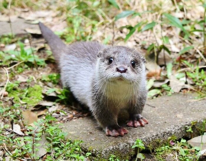 Heartwarming Otter Facts That Will Make Your Day A Little Brighter