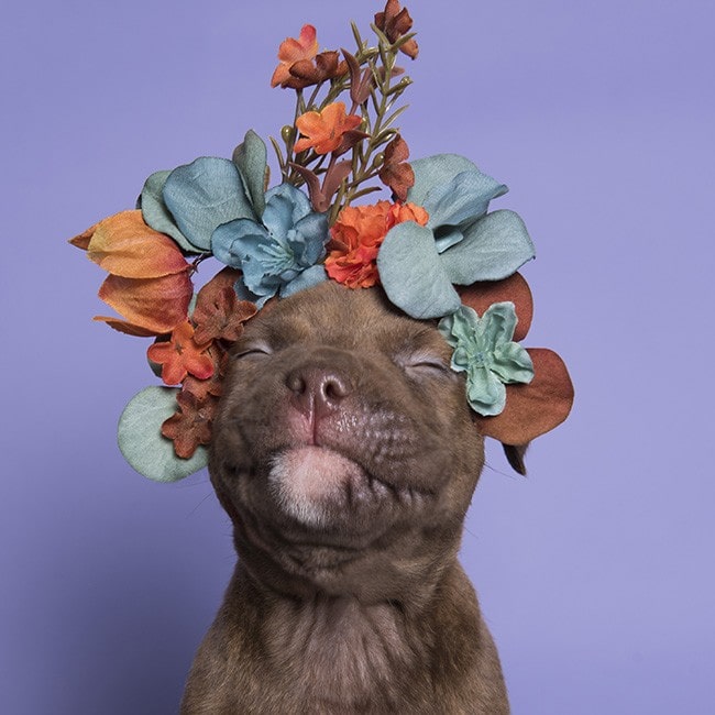 Heartwarming Photographs Show Man’s Best Friend Up Close and Personal