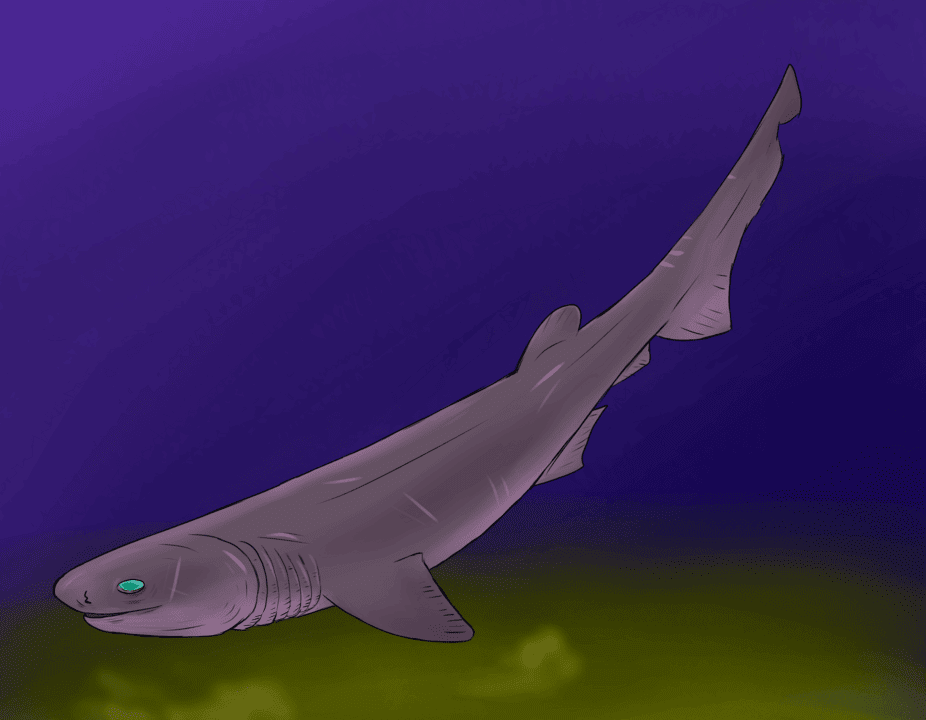 A List of Ancient Sharks from Small to Scary