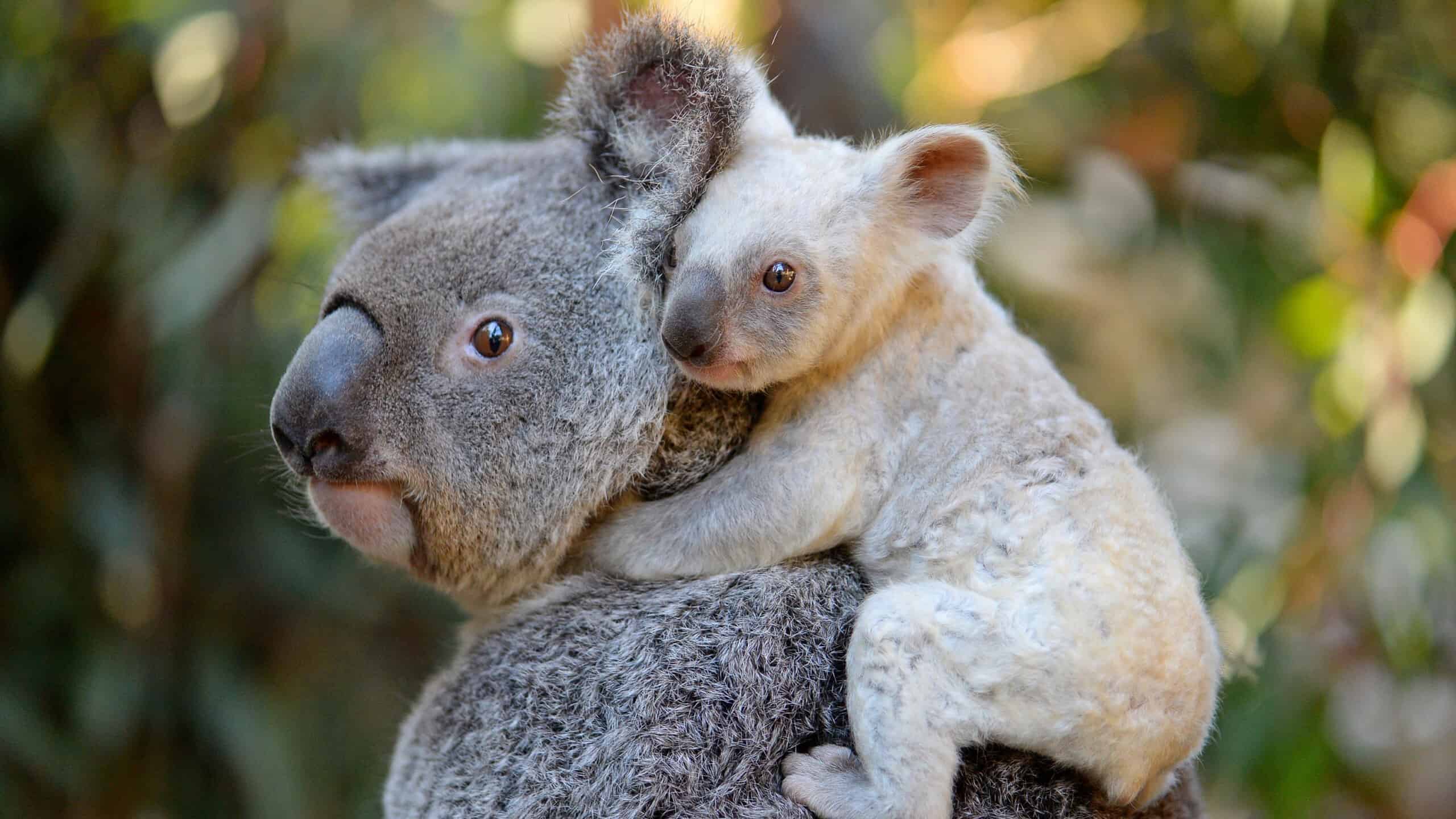 Times Koalas Were Anything But Cute