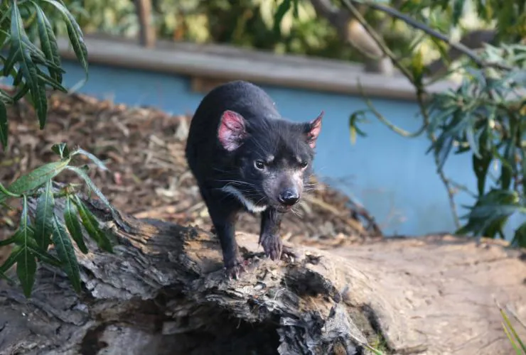 The Most Extreme Animal Babies In Nature