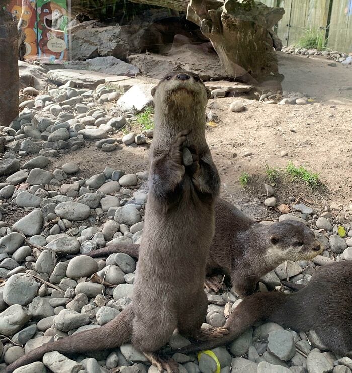 Heartwarming Otter Facts That Will Make Your Day A Little Brighter