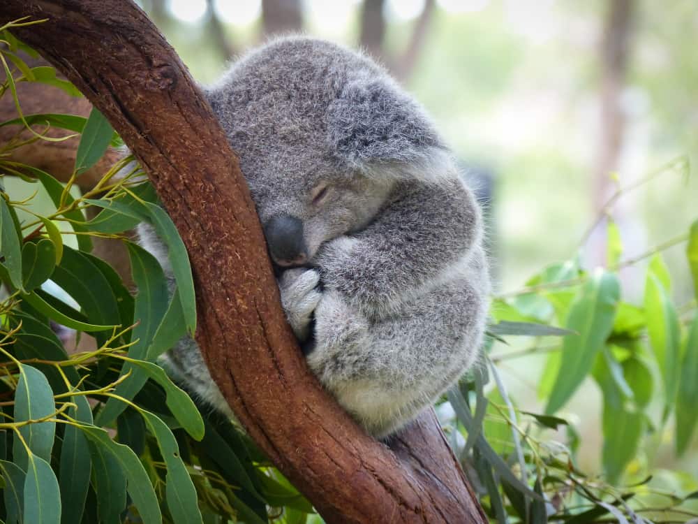 Times Koalas Were Anything But Cute