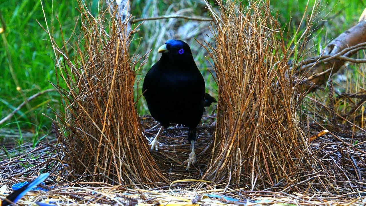 The Most Unusual Animal Courtship Rituals