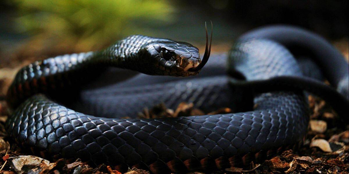 Avoid these Venomous Animals at All Costs