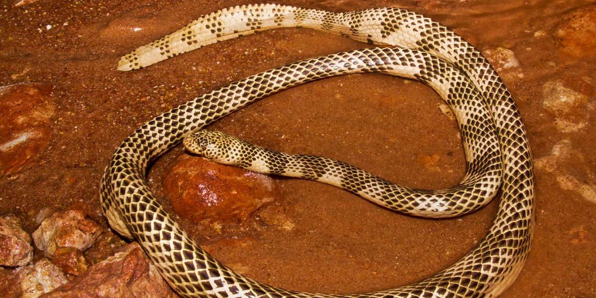 Avoid these Venomous Animals at All Costs