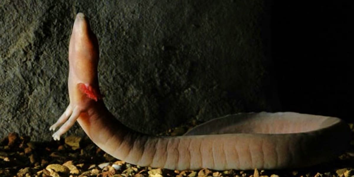 Creepy Animals That Evolved To Live In Caves