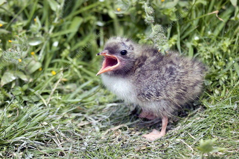 The Most Extreme Animal Babies In Nature