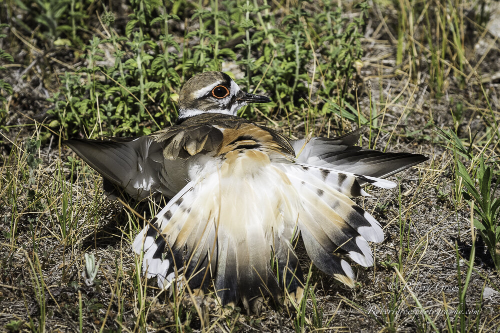 The Most Extreme Animal Babies In Nature