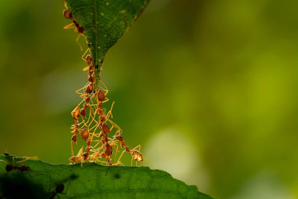 Here’s How Ants and Other Animals Find Their Way Home