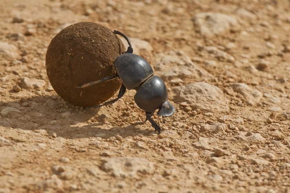 Here’s How Ants and Other Animals Find Their Way Home