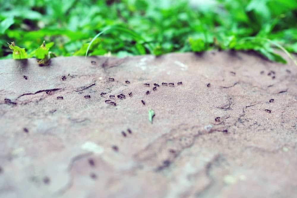 Here’s How Ants and Other Animals Find Their Way Home