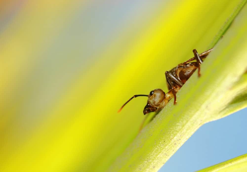 Here’s How Ants and Other Animals Find Their Way Home