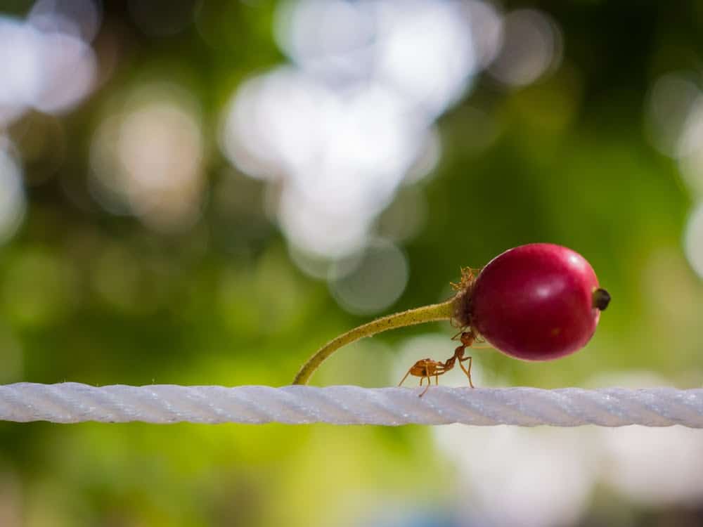 Here’s How Ants and Other Animals Find Their Way Home