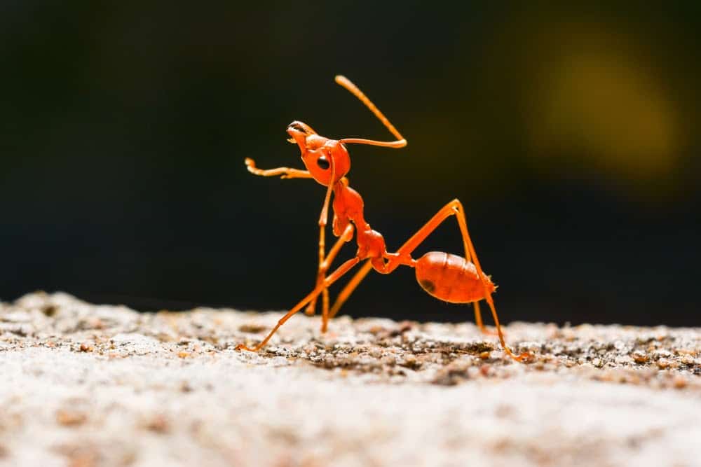 Here’s How Ants and Other Animals Find Their Way Home