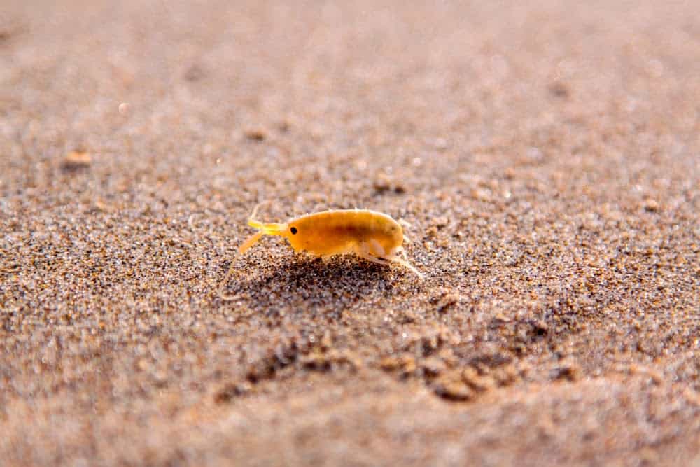 Here’s How Ants and Other Animals Find Their Way Home