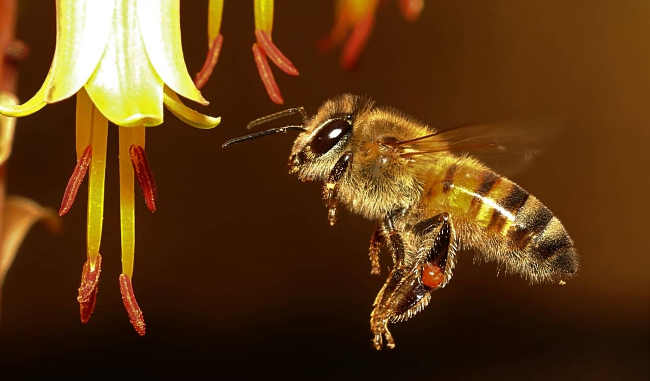 The World’s Creepiest Insects That Will Make Anybody’s Skin Crawl