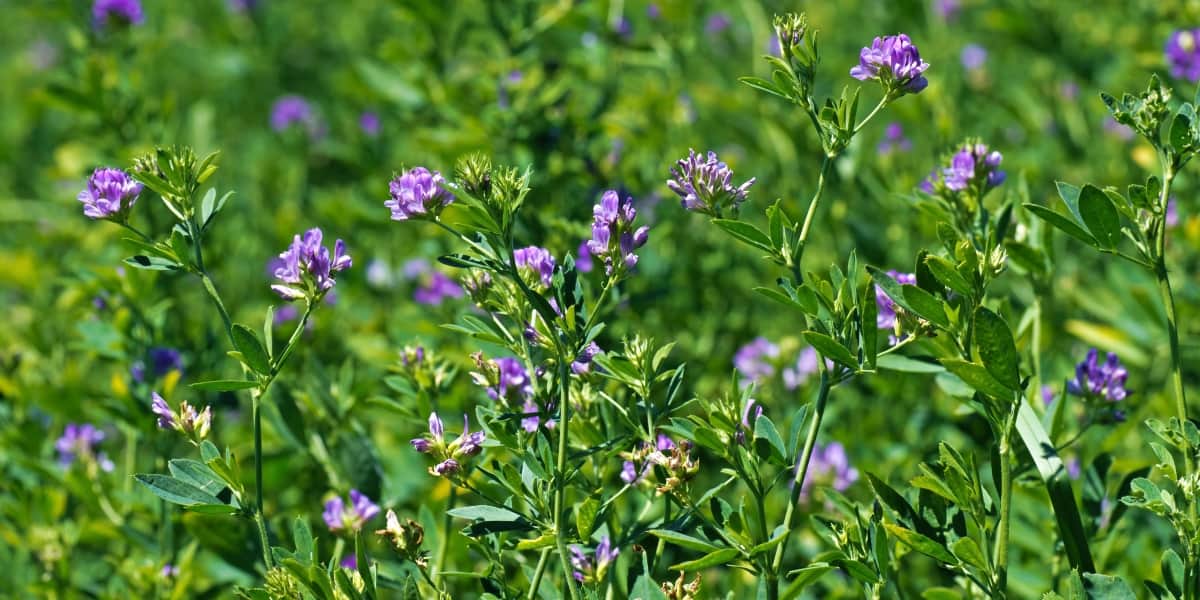 A Natural Science Enthusiast’s Guide to Medicinal Plants