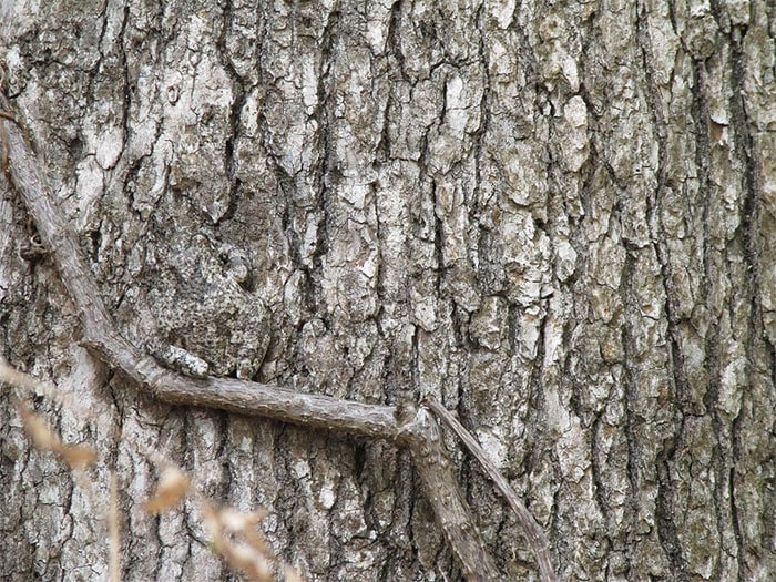 These Animals Have Mastered The Art Of Nature’s Camouflage