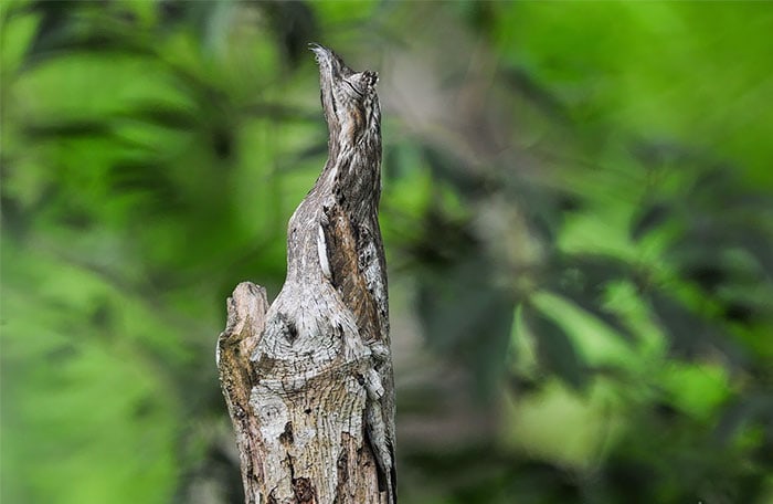 These Animals Have Mastered The Art Of Nature’s Camouflage